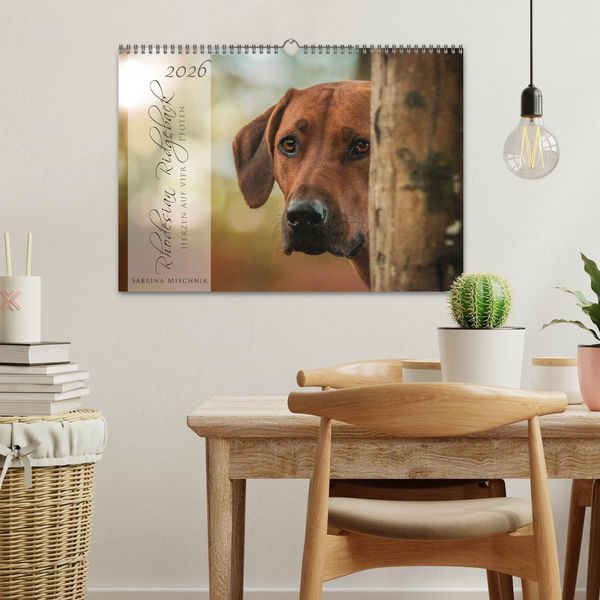 Produktbild: Rhodesian Ridgeback - Herzen auf vier Pfoten (Wandkalender 2026 DIN A3 quer), CALVENDO Monatskalender