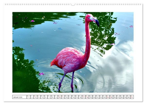 Produktbild: Pretty Flamingos in Cuba (hochwertiger Premium Wandkalender 2026 DIN A2 quer), Kunstdruck in Hochglanz