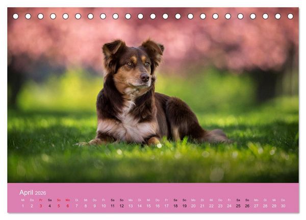 Produktbild: Australian Shepherd - Vielfalt in einer Rasse (Tischkalender 2026 DIN A5 quer), CALVENDO Monatskalender