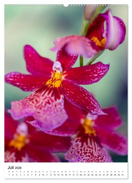 Produktbild: Orchideen (hochwertiger Premium Wandkalender 2026 DIN A2 hoch), Kunstdruck in Hochglanz