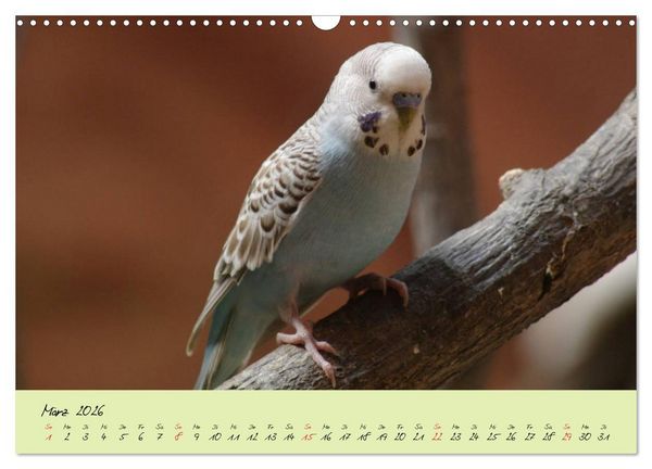 Produktbild: Wellensittiche - Gefiederte Freunde (Wandkalender 2026 DIN A3 quer), CALVENDO Monatskalender