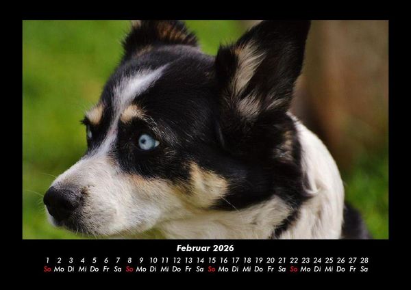 Produktbild: Hunde 2026 Fotokalender DIN A3
