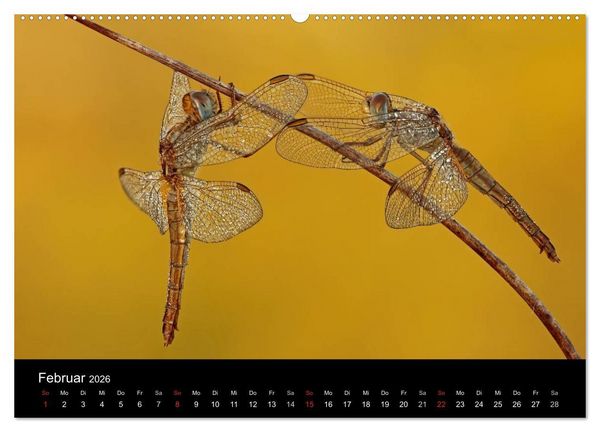 Produktbild: Libellen im Ried (Wandkalender 2026 DIN A2 quer), CALVENDO Monatskalender