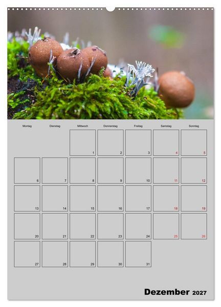 Produktbild: Quer durch die Pilze (Wandkalender 2027 DIN A2 hoch), CALVENDO Monatskalender
