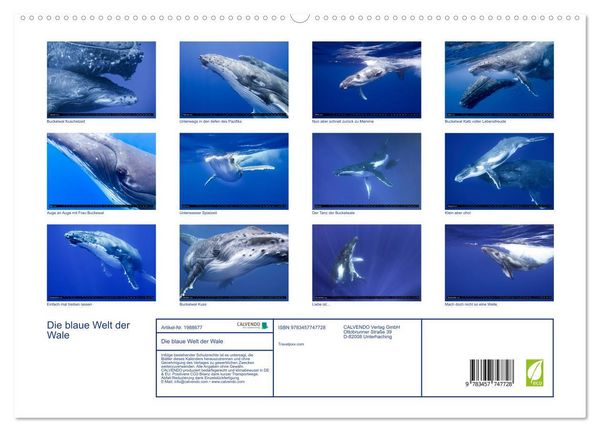Produktbild: Die blaue Welt der Wale (hochwertiger Premium Wandkalender 2026 DIN A2 quer), Kunstdruck in Hochglanz