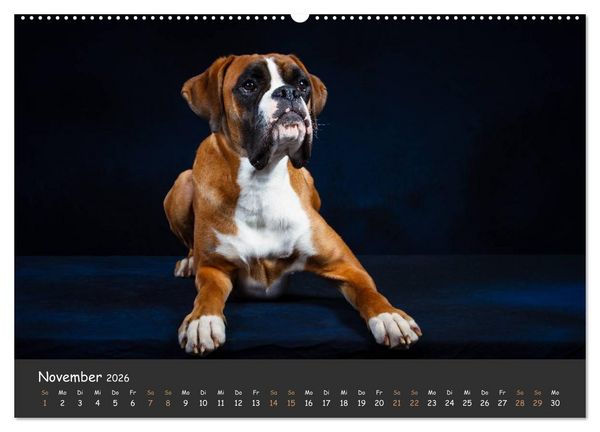 Produktbild: Wenn ich gro&szlig; bin werd' ich Boxer (hochwertiger Premium Wandkalender 2026 DIN A2 quer), Kunstdruck in Hochglanz