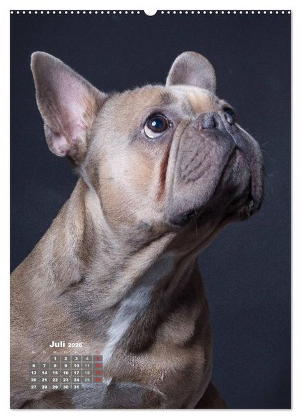 Produktbild: Treue Wegbegleiter, Hunde im Portrait. (Wandkalender 2026 DIN A2 hoch), CALVENDO Monatskalender