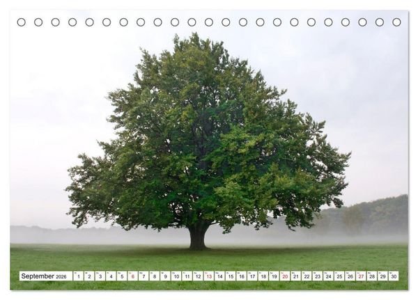 Produktbild: Die Buche: 12 Baumportr&auml;ts (Tischkalender 2026 DIN A5 quer), CALVENDO Monatskalender