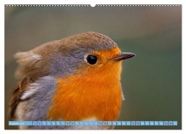 Produktbild: Rotkehlchen - Fotografiert von Ostfriesenfotografie (hochwertiger Premium Wandkalender 2026 DIN A2 quer), Kunstdruck in Hochglanz
