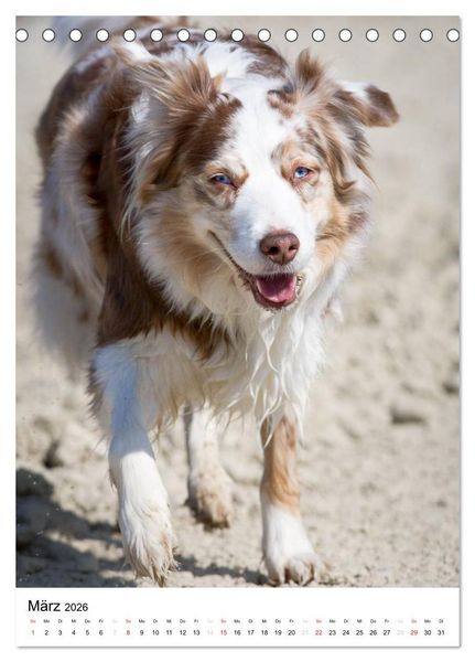 Produktbild: Australian Shepherd &ndash; Mit dem Aussie unterwegs (Tischkalender 2026 DIN A5 hoch), CALVENDO Monatskalender