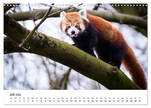 Produktbild: Rote Pandas - geschickte Kletterer (Wandkalender 2026 DIN A3 quer), CALVENDO Monatskalender