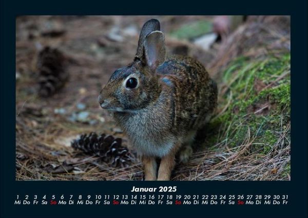 Produktbild: Waldzauber 2025 Fotokalender DIN A4