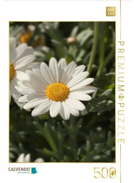 CALVENDO Puzzle margeriten blüte | 500 Teile Lege-Größe 48 × 36 cm Foto-Puzzle für Erwachsene