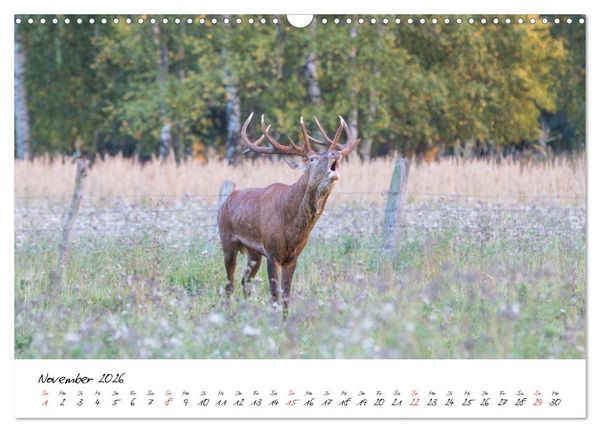 Produktbild: Rotwild - im Naturparadies der Mecklenburgischen Seenplatte (Wandkalender 2026 DIN A3 quer), CALVENDO Monatskalender