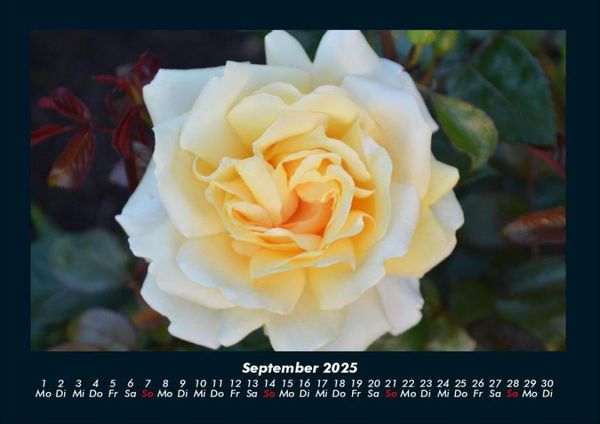 Produktbild: Rosentraum 2025 Fotokalender DIN A4