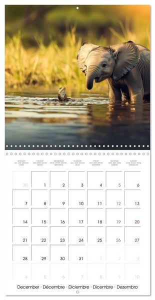 Produktbild: Baby Elephant Adventures (Wall Calendar 2026 12 &times; 12 Inch) CALVENDO 12 Month Wall Calendar