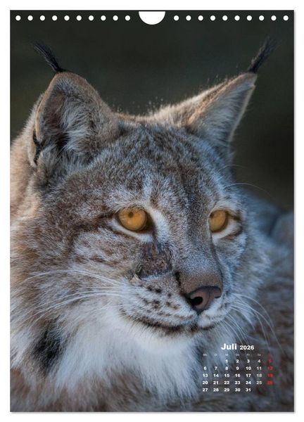 Produktbild: Emotionale Momente: Raubkatzen - die schnellen J&auml;ger. (Wandkalender 2026 DIN A4 hoch), CALVENDO Monatskalender