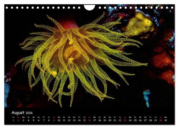 Produktbild: Die Welt unter Wasser (Wandkalender 2026 DIN A4 quer), CALVENDO Monatskalender