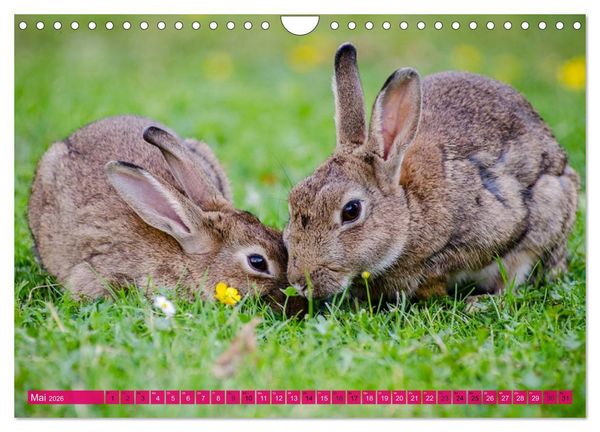 Produktbild: Kaninchen. Putzig, flauschig und geliebt (Wandkalender 2026 DIN A4 quer), CALVENDO Monatskalender
