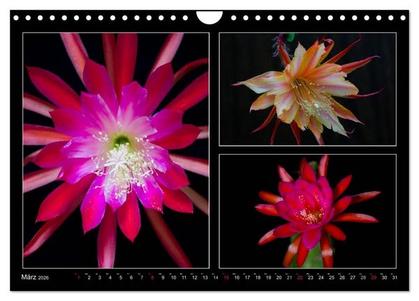 Produktbild: Epiphyllum-Hybriden (Wandkalender 2026 DIN A4 quer), CALVENDO Monatskalender