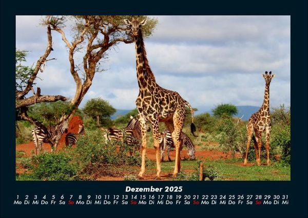Produktbild: Giraffen 2025 Fotokalender DIN A4