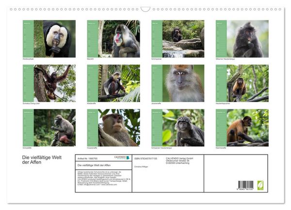 Produktbild: Die vielf&auml;ltige Welt der Affen (Wandkalender 2026 DIN A2 quer), CALVENDO Monatskalender