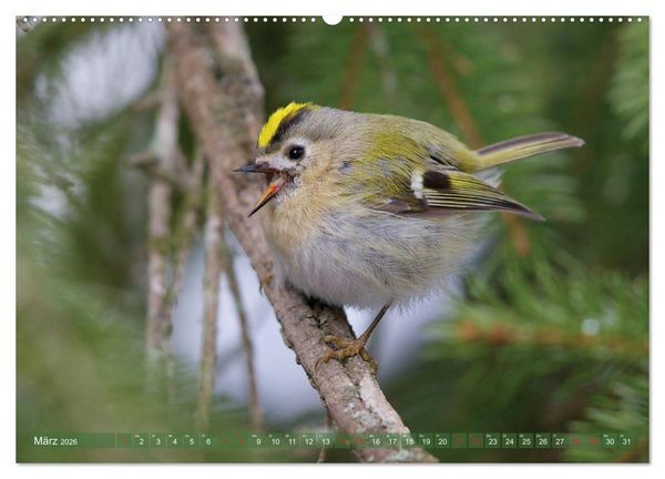 Produktbild: Steckbriefe einheimischer V&ouml;gel (hochwertiger Premium Wandkalender 2026 DIN A2 quer), Kunstdruck in Hochglanz