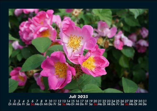 Produktbild: Rosentraum 2025 Fotokalender DIN A5