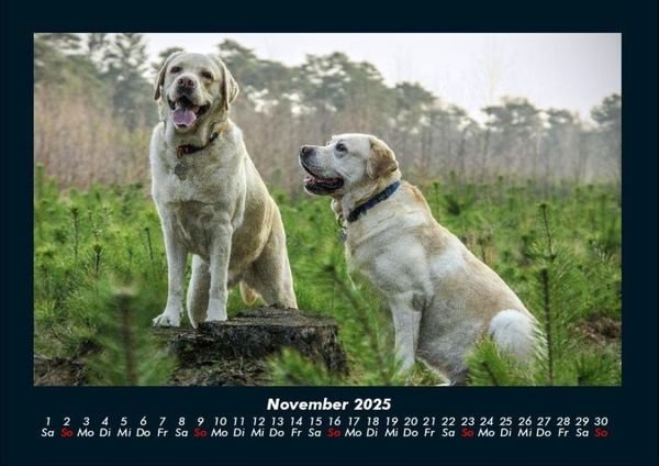 Produktbild: Hundezauber 2025 Fotokalender DIN A4