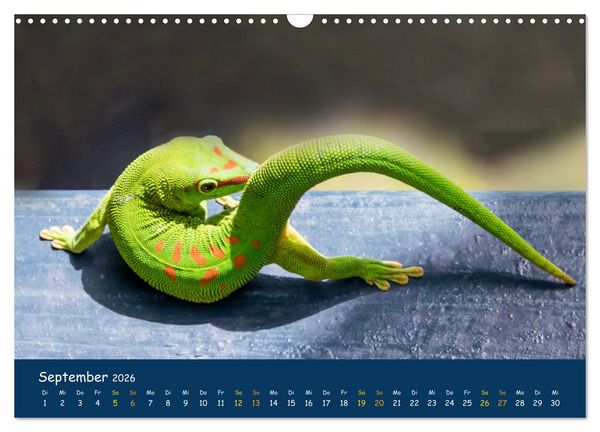 Produktbild: Faszinierende Tierwelt von Mauritius - Magische Momente der Natur (Wandkalender 2026 DIN A3 quer), CALVENDO Monatskalender