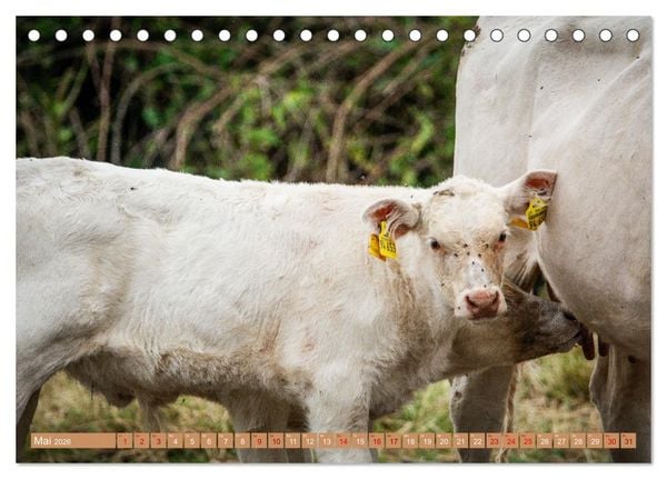 Produktbild: Mutterk&uuml;he (Tischkalender 2026 DIN A5 quer), CALVENDO Monatskalender