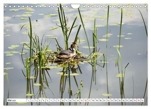 Produktbild: Steinhuder Meer - Momente einer Reise (Wandkalender 2027 DIN A4 quer), CALVENDO Monatskalender