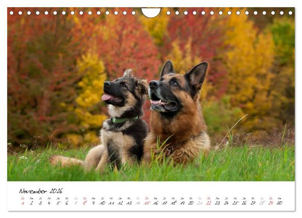 Produktbild: Sch&auml;ferhunde Seelenhunde (Wandkalender 2026 DIN A4 quer), CALVENDO Monatskalender