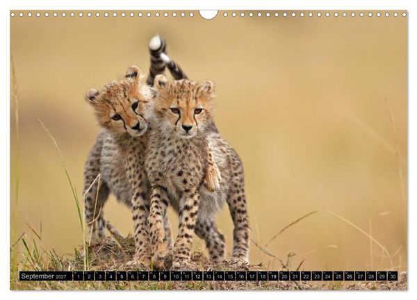 Produktbild: Magie des Augenblicks: Geparde - verschmuste Raubkatzen (Wandkalender 2027 DIN A3 quer), CALVENDO Monatskalender