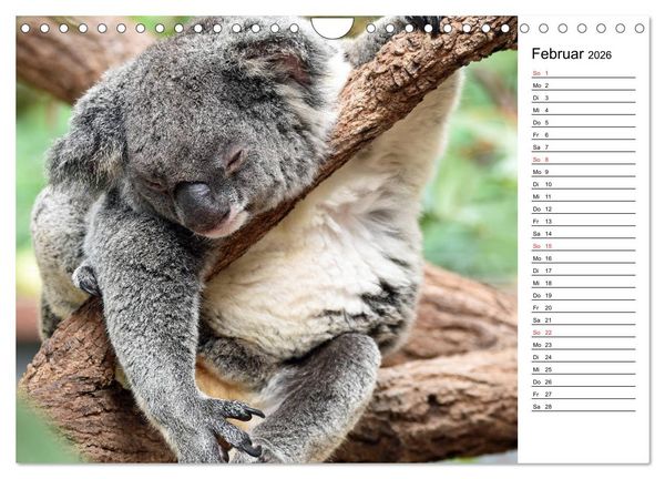 Produktbild: Das sch&ouml;ne Australien (Wandkalender 2026 DIN A4 quer), CALVENDO Monatskalender