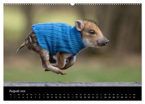 Produktbild: Kleine Schweinereien (hochwertiger Premium Wandkalender 2026 DIN A2 quer), Kunstdruck in Hochglanz