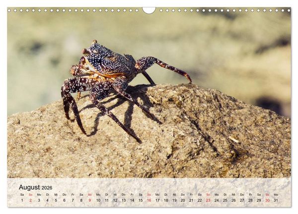 Produktbild: Krabben. Lustige Aliens (Wandkalender 2026 DIN A3 quer), CALVENDO Monatskalender