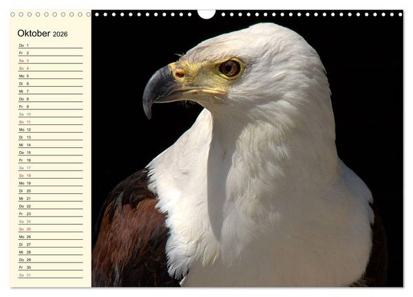 Produktbild: Greifv&ouml;gel (Wandkalender 2026 DIN A3 quer), CALVENDO Monatskalender