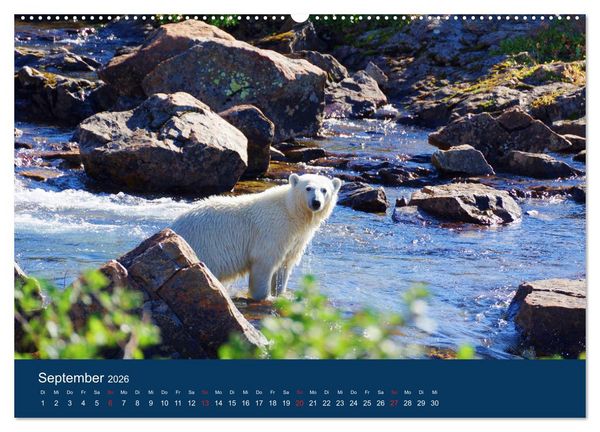 Produktbild: Das Leben der etwas "anderen" Eisb&auml;ren! (Wandkalender 2026 DIN A2 quer), CALVENDO Monatskalender