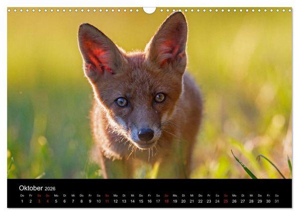 Produktbild: F&uuml;chse in freier Natur (Wandkalender 2026 DIN A3 quer), CALVENDO Monatskalender