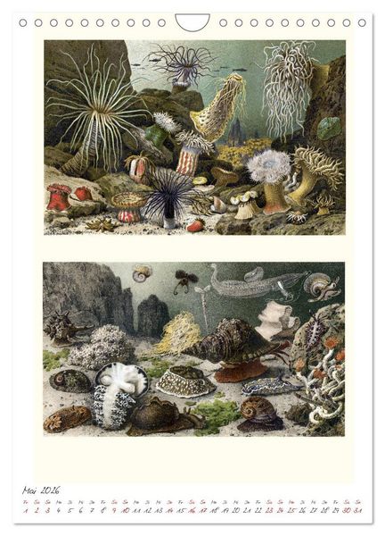 Produktbild: Formenspiele der Evolution. Chromolithographien des 19. Jahrhunderts (Wandkalender 2026 DIN A4 hoch), CALVENDO Monatskalender