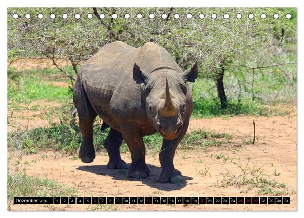 Produktbild: Wildes Leben in Afrika (Tischkalender 2026 DIN A5 quer), CALVENDO Monatskalender