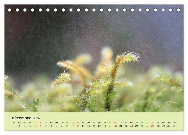Produktbild: Le monde majestueux des mousses (Calendrier de bureau 2026 DIN A5 vertical), CALVENDO calendrier mensuel