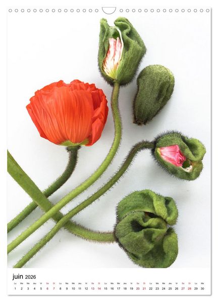 Produktbild: Fleurs &eacute;l&eacute;gantes (Calendrier mural 2026 DIN A3 horizontal), CALVENDO calendrier mensuel