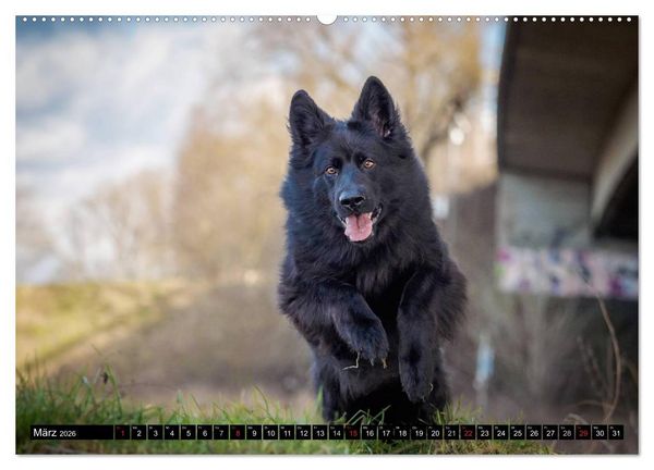 Produktbild: Schwarz ist sch&ouml;n! Der lackschwarze altdeutsche Sch&auml;ferhund (hochwertiger Premium Wandkalender 2026 DIN A2 quer), Kunstdruck in Hochglanz