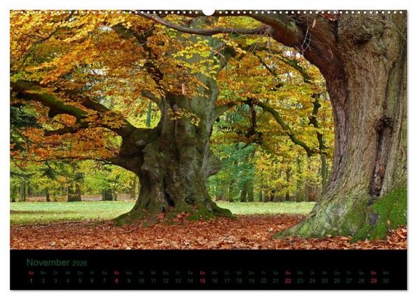 Produktbild: Baumgefl&uuml;ster (Wandkalender 2026 DIN A2 quer), CALVENDO Monatskalender