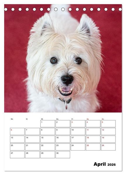 Produktbild: West Highland White Terrier - Herzensbrecher auf vier Pfoten (Tischkalender 2026 DIN A5 hoch), CALVENDO Monatskalender