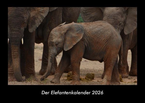 Der Elefantenkalender 2026 Fotokalender DIN A3