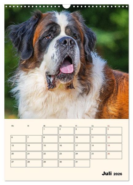 Produktbild: Bernhardiner - Mit dem St. Bernhardshund durch das Jahr (Wandkalender 2026 DIN A3 hoch), CALVENDO Monatskalender