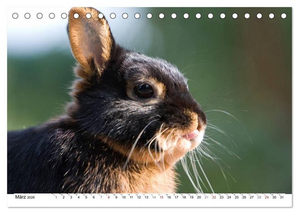 Produktbild: Kaninchen - knuddelige Hausgenossen (Tischkalender 2026 DIN A5 quer), CALVENDO Monatskalender